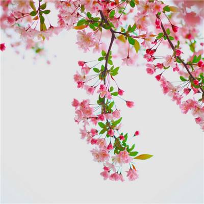 百家乐凯发k8官方网入口